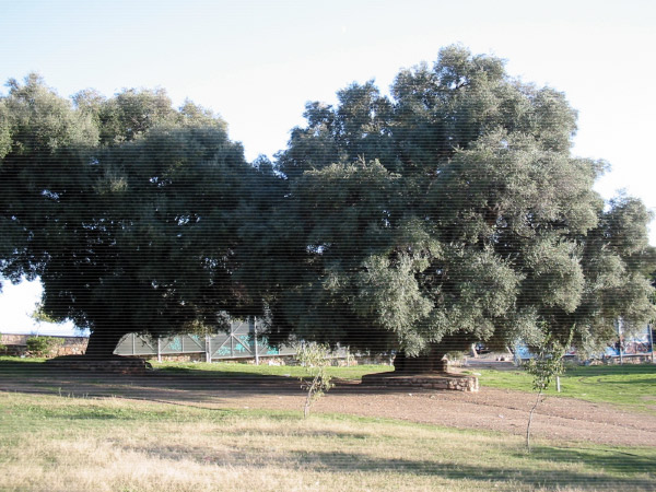 Olivenbäume, Santa Maria Navarrese